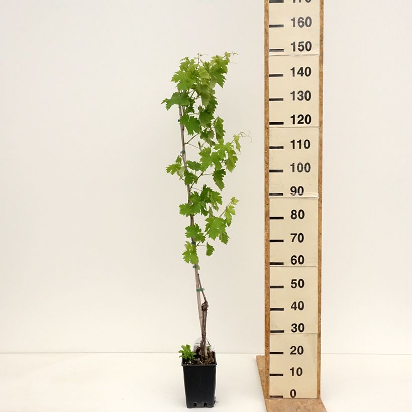 Vid Vermentino bianco Maceta 1,5L/2L Ejemplar entregado en la primavera
