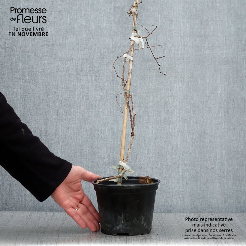 Ejemplar de Ampelopsis brevipedunculata Elegans - Bayas de porcelana Maceta 1,5L/2L entregado en otoño