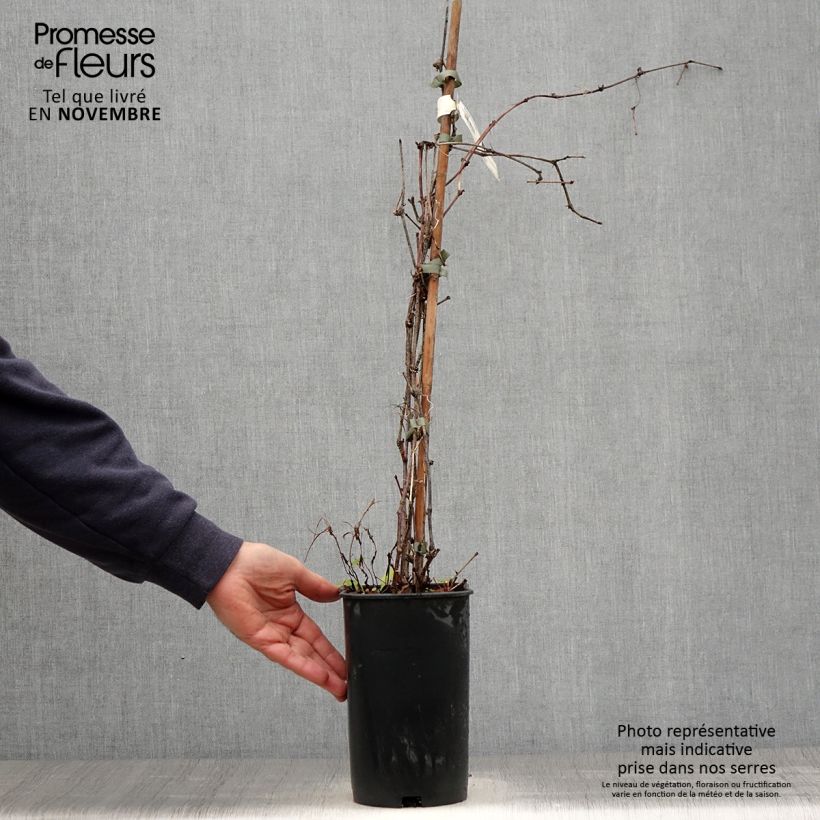 Ejemplar de Ampelopsis brevipedunculata Elegans - Bayas de porcelana Maceta 3L/4L entregado en otoño