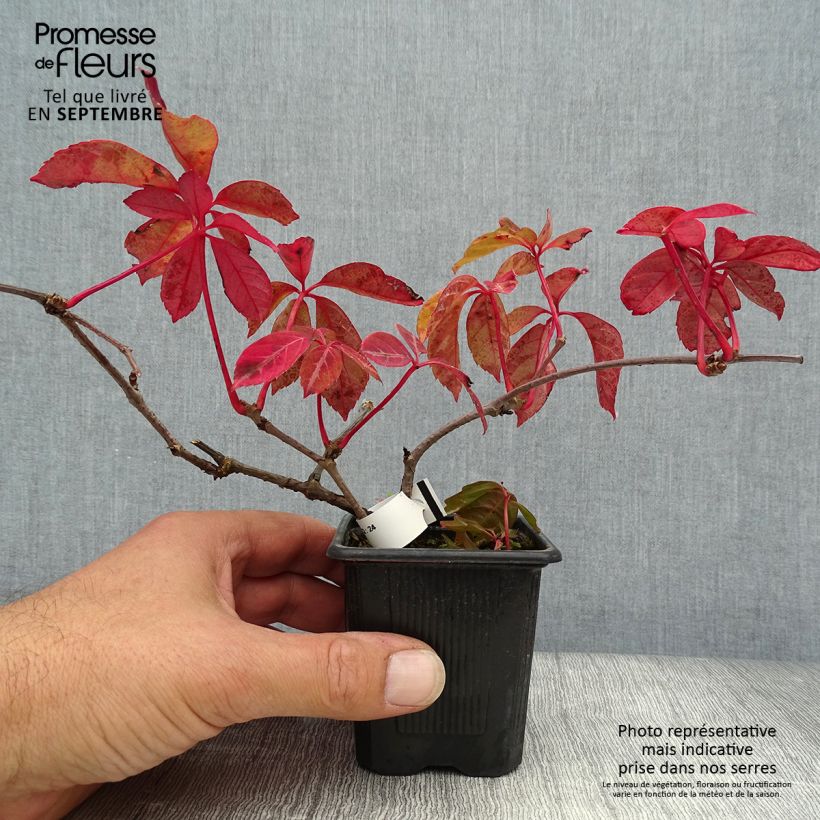 Ejemplar de Parthenocissus henryana Maceta de 8/9 cm entregado en otoño