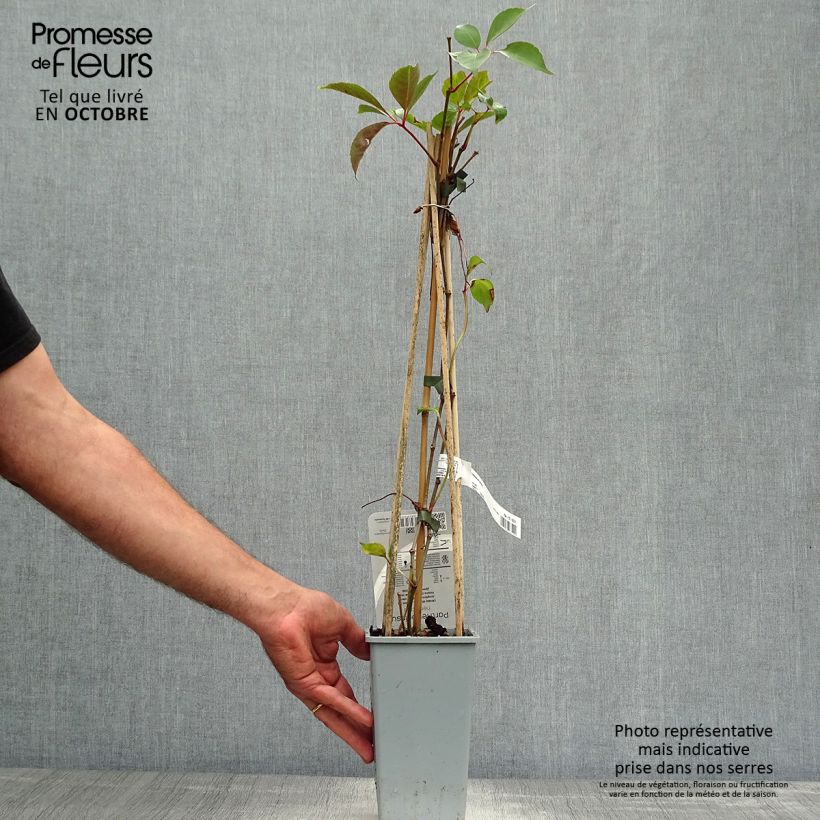 Ejemplar de Parthenocissus henryana Maceta 2L/3L entregado en otoño