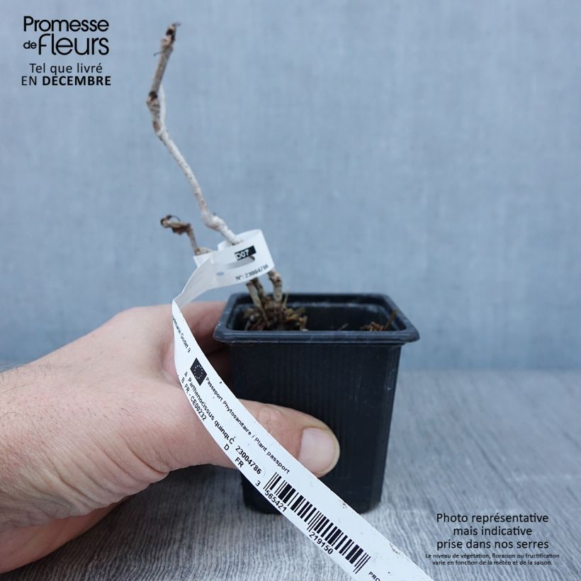Ejemplar de Parthenocissus quinquefolia Engelmannii - Parra virgen Maceta de 8/9 cm entregado en otoño