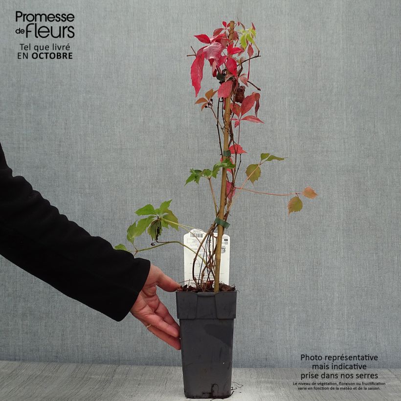 Ejemplar de Parthenocissus quinquefolia Engelmannii - Parra virgen Maceta 2L/3L entregado en otoño