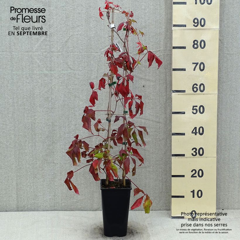 Ejemplar de Parthenocissus quinquefolia Murorum - Parra virgen Maceta 1,5L/2LAltura de entrega aprox. 40cm entregado en verano