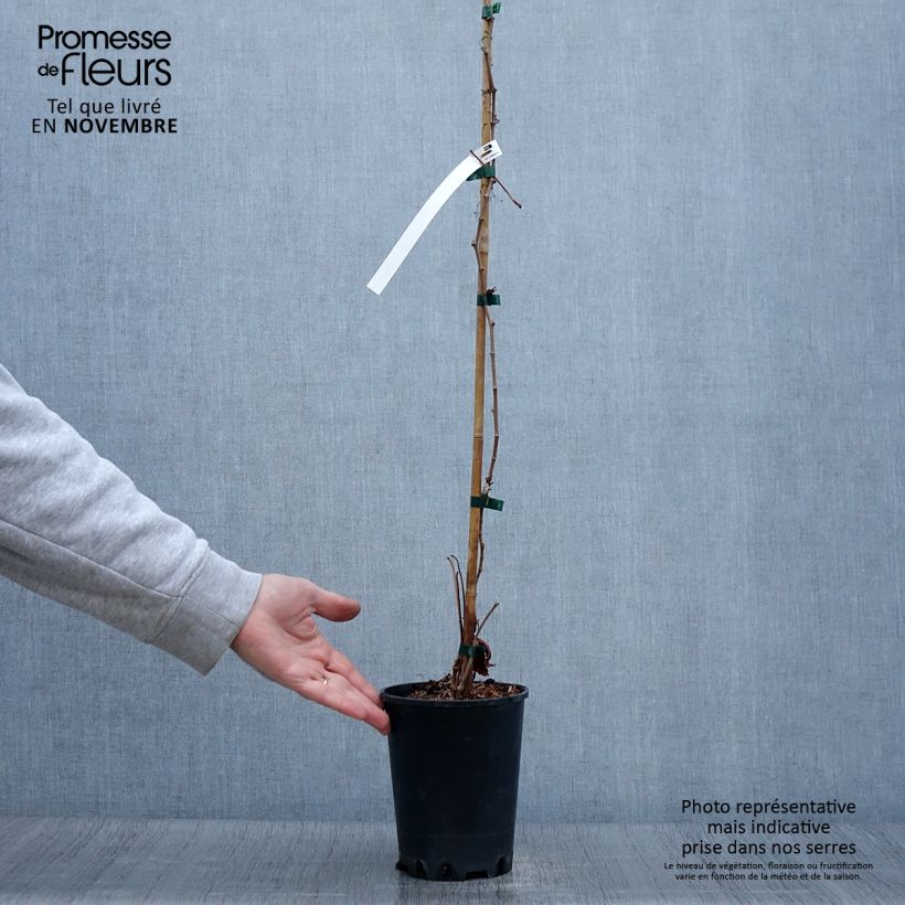 Ejemplar de Parthenocissus quinquefolia Murorum - Parra virgen Maceta 3L/4L entregado en otoño