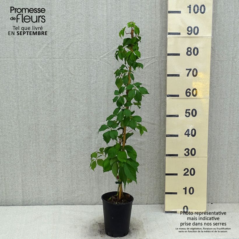 Ejemplar de Parthenocissus quinquefolia Murorum - Parra virgen Maceta 3L/4LAltura de entrega aprox. 60cm entregado en verano