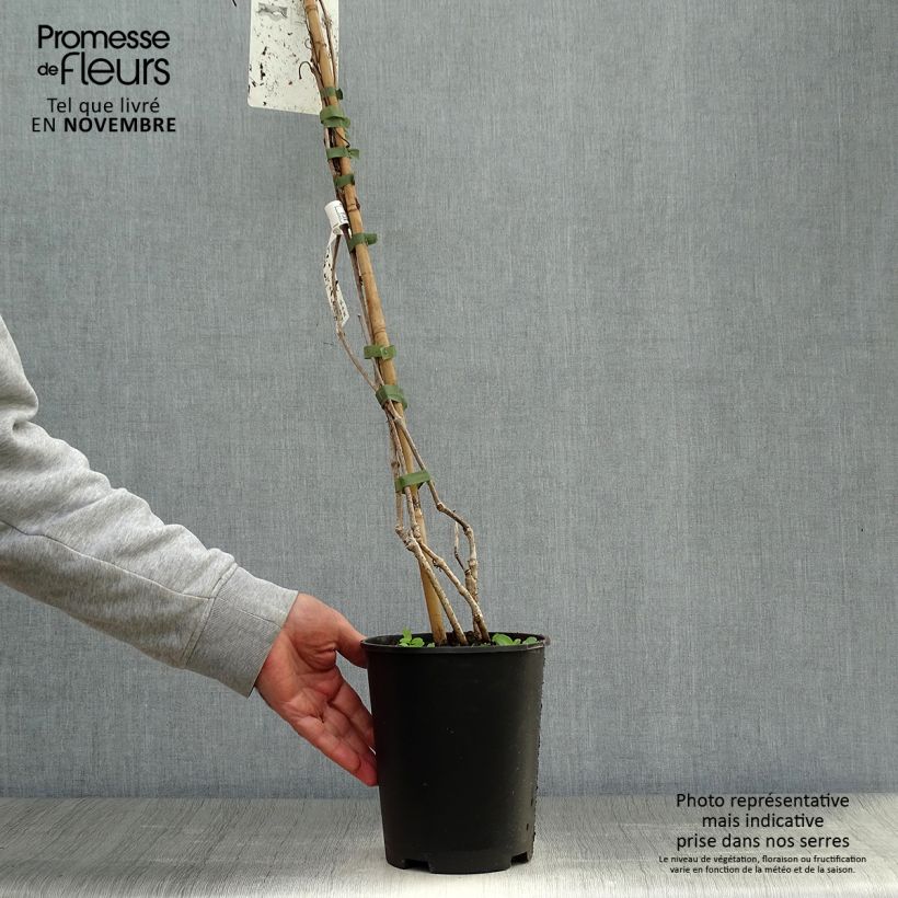 Ejemplar de Parthenocissus quinquefolia - Parra virgen Maceta 2L/3L entregado en otoño