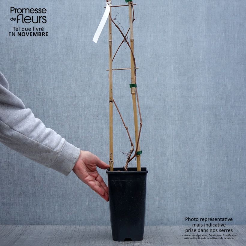 Ejemplar de Parthenocissus quinquefolia Red wall Troki - Parra virgen Maceta 2L/3L entregado en otoño
