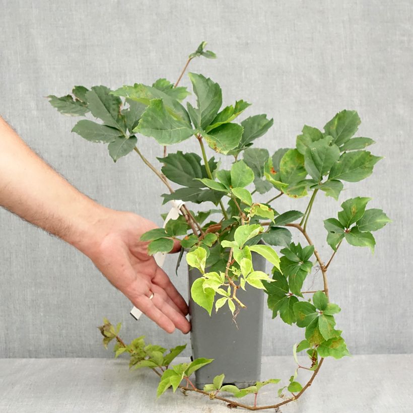 Ejemplar de Parthenocissus quinquefolia Yellow Wall - Parra virgen Maceta 1,5L/2L entregado en verano