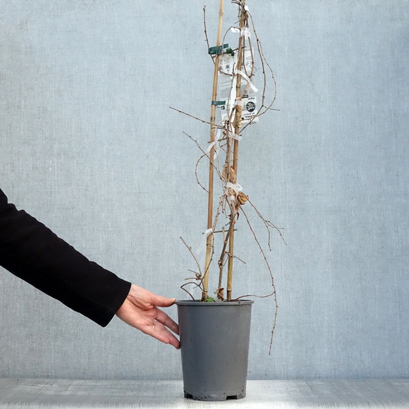 Ejemplar de Parthenocissus tricuspidata Fenway Park - Parra virgen Maceta 4L/5L entregado en otoño