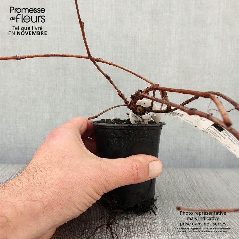 Ejemplar de Parthenocissus tricuspidata Veitchii - Parra virgen Maceta de 8/9 cm entregado en otoño