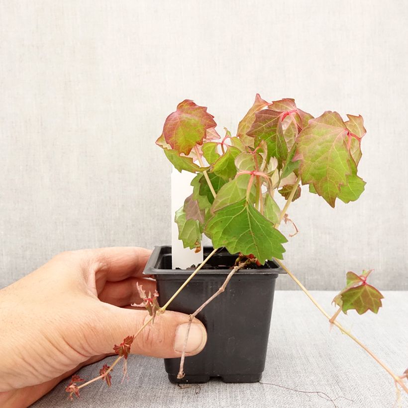 Parthenocissus tricuspidata Veitchii - Parra virgen Maceta de 8/9 cm Ejemplar entregado en la primavera