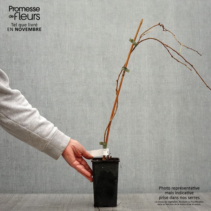 Ejemplar de Parthenocissus tricuspidata Veitchii Robusta - Parra virgen Maceta 1,5L/2L entregado en otoño