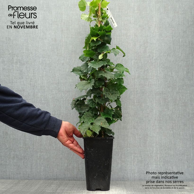 Ejemplar de Parthenocissus tricuspidata Veitchii Robusta - Parra virgen Maceta 2L/3L entregado en otoño