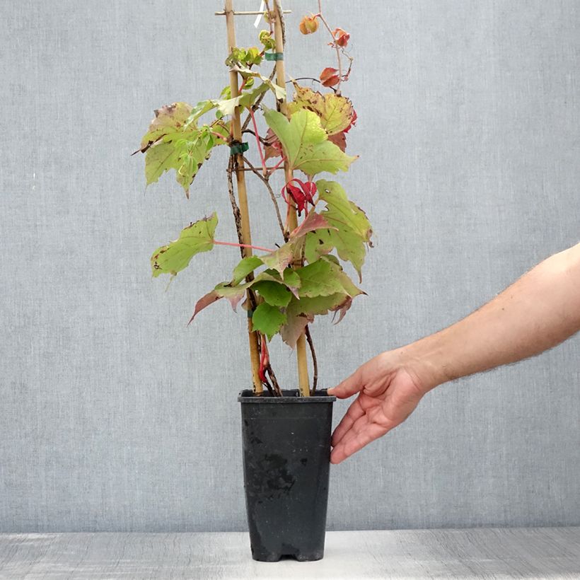 Ejemplar de Parthenocissus tricuspidata Veitchii Robusta - Parra virgen Maceta 2L/3LAltura de entrega aprox. 30/40cm entregado en verano
