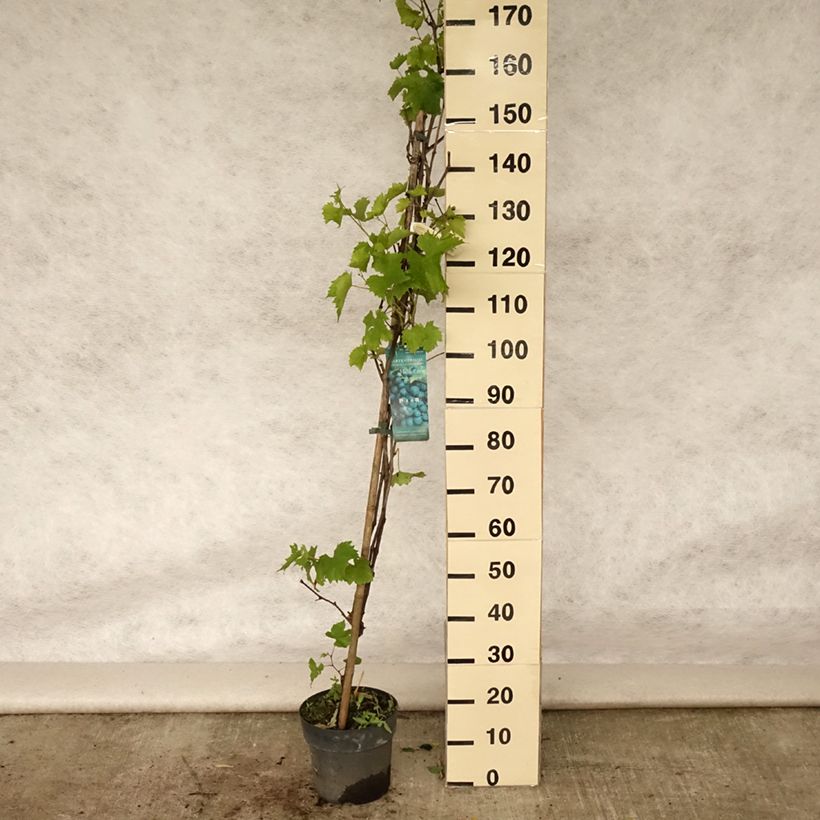 Ejemplar de Vid Muscat Bleu ZPd4 Maceta 4L/5LAltura de entrega aprox. 110/120cm entregado en verano