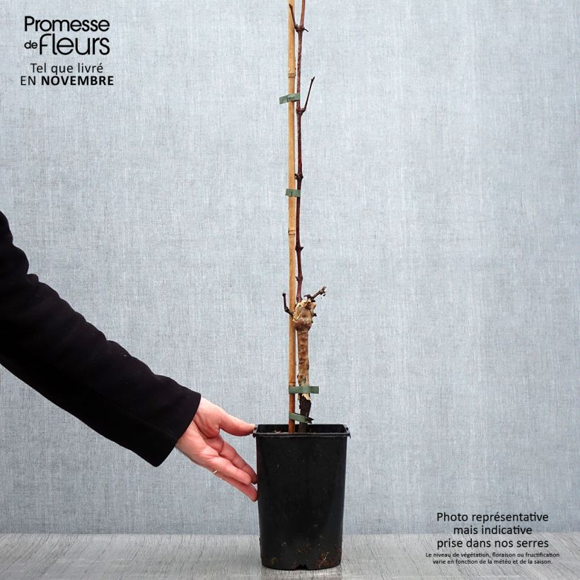 Ejemplar de Vid Muscat Bleu ZPd4 Maceta 2L/3L entregado en otoño