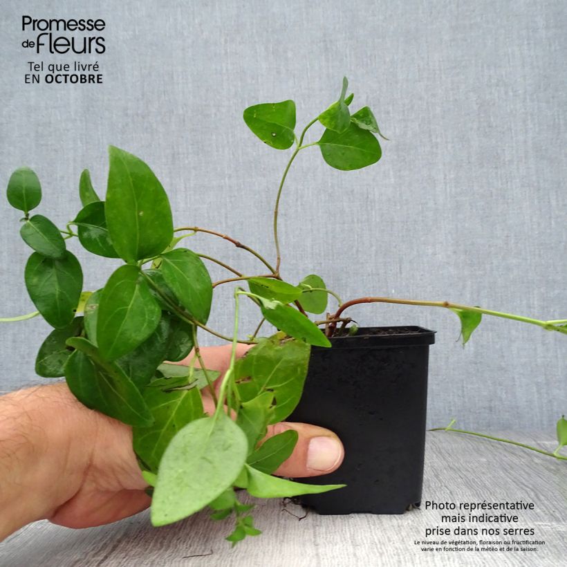 Ejemplar de Vinca major - Hierba doncella Maceta de 7/8 cm entregado en otoño
