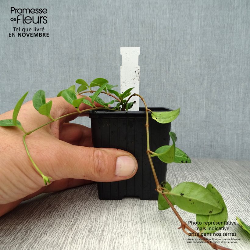 Ejemplar de Vinca minor Atropurpurea Maceta de 8/9 cm entregado en otoño