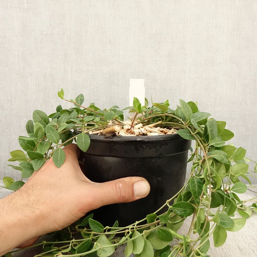 Ejemplar de Vinca minor Atropurpurea Maceta 2L/3L entregado en otoño