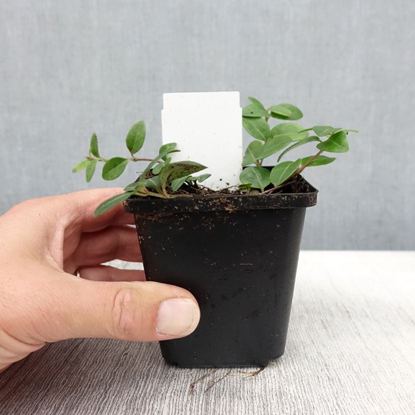Ejemplar de Vinca minor Flower Power Maceta de 8/9 cm entregado en otoño