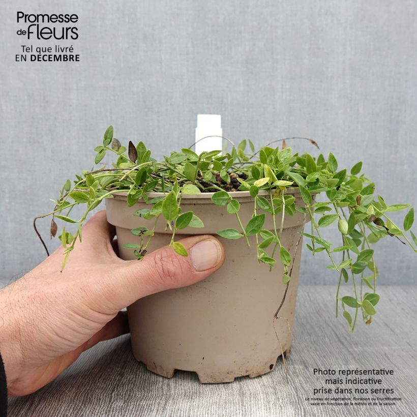 Ejemplar de Vinca minor Gertrude Jekyll Maceta 2L/3L entregado en otoño