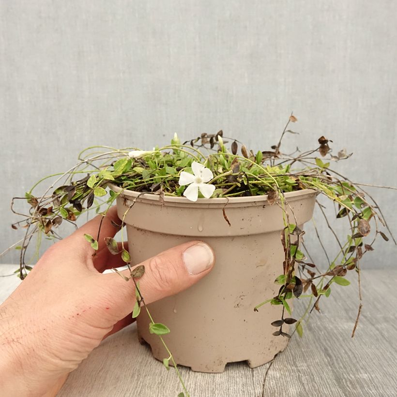 Vinca minor Gertrude Jekyll - Pervenche à petite fleurs  Pot de 2L/3L Ejemplar entregado en la primavera