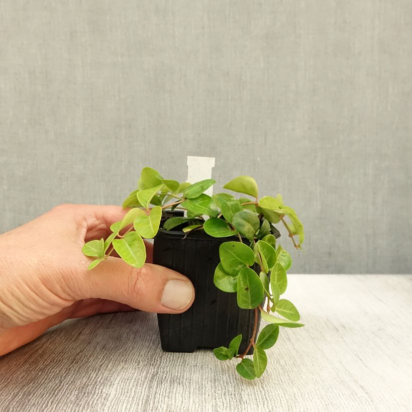 Ejemplar de Vinca minor Grüner Teppich Maceta de 8/9 cm entregado en otoño