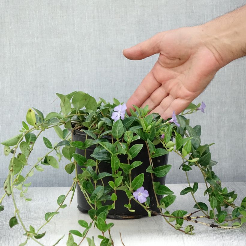 Ejemplar de Vinca minor- Petite pervenche en pot de 2 litres entregado en verano