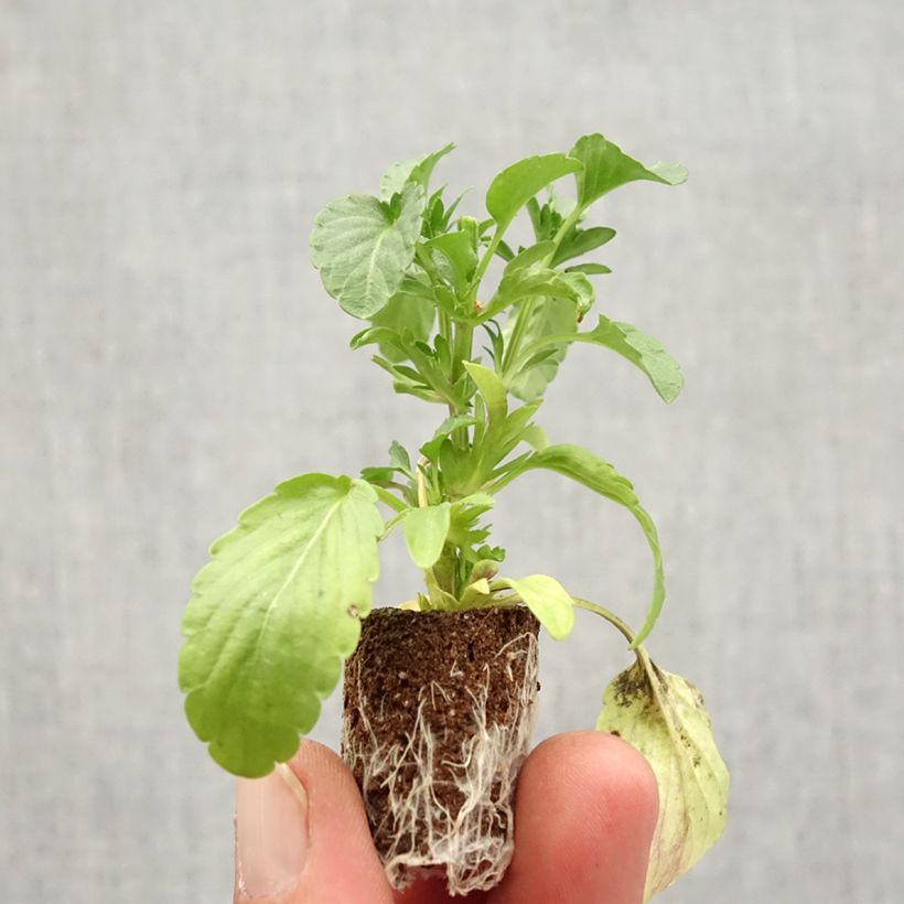 Ejemplar de Viola hybrida Blue Moon - Violeta hibrida minicepellón: Ø 1,5/2,5 cm entregado en otoño