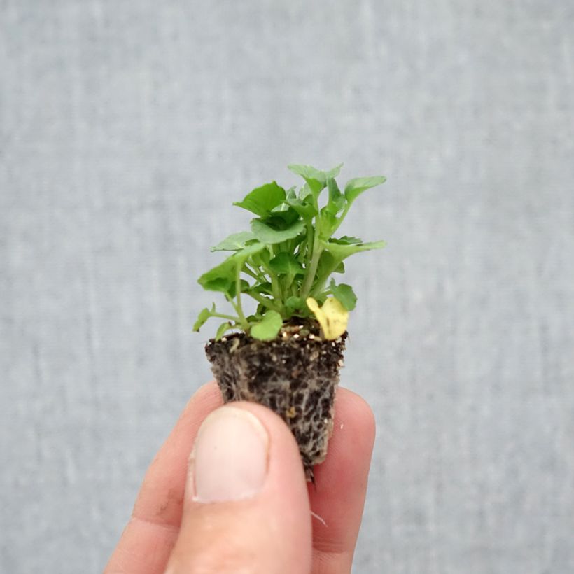 Ejemplar de Viola cornuta Butterfly Mix - Violeta minicepellón: de 2,2 cm x 2 cm en bandeja de cultivo por 35 entregado en otoño