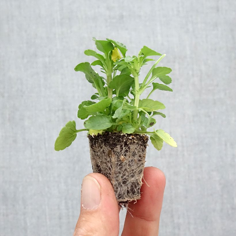 Ejemplar de Viola cornuta F1 Sorbet XP Autumn Select - Violeta Bandeja de semillero: cepellón 3,8 cm x 3,2 cm en bandeja de cultivo por 16 entregado en otoño