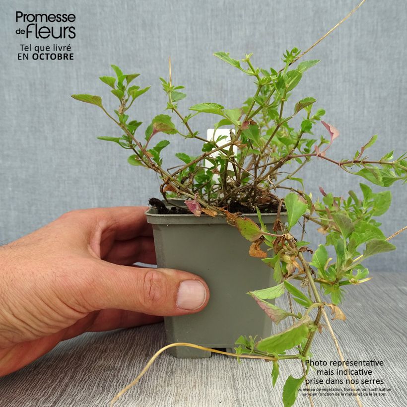 Ejemplar de Viola cornuta Martin - Violeta Maceta de 8/9 cm entregado en otoño
