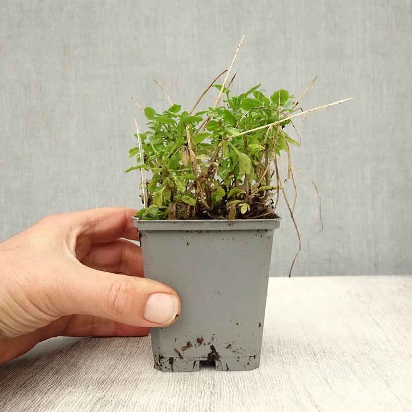Ejemplar de Viola cornuta Molly Sanderson - Violeta Maceta de 8/9 cm entregado en otoño