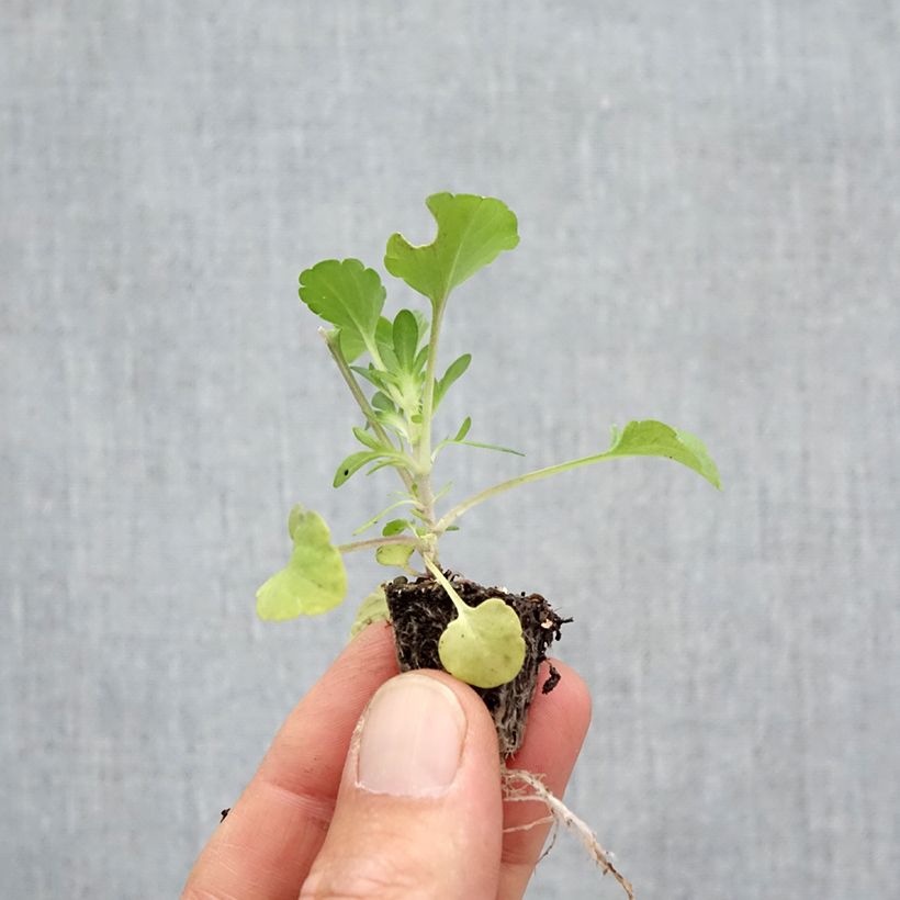 Ejemplar de Viola cornuta F1 Prim Up Citrus Mix - Violeta minicepellón: de 2,2 cm x 2 cm en bandeja de cultivo por 35 entregado en otoño