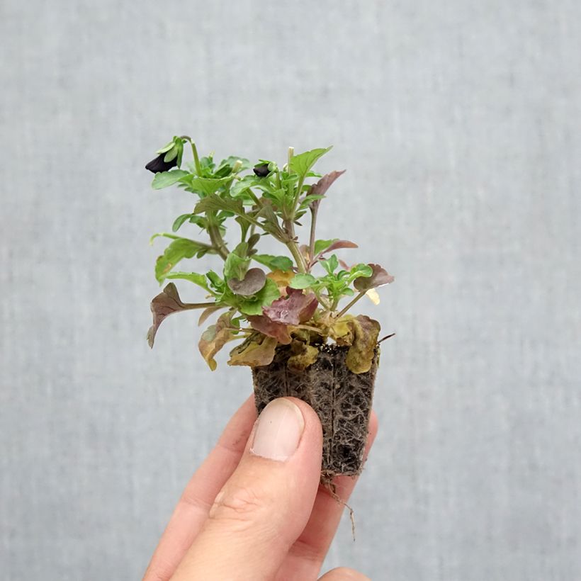 Ejemplar de Viola cornuta F1 Sorbet Black Delight - Violeta Bandeja de semillero: cepellón 3,8 cm x 3,2 cm en bandeja de cultivo por 16 entregado en otoño