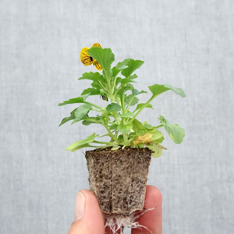 Ejemplar de Viola cornuta Butterfly Tiger Eyes - Violeta Bandeja de semillero: cepellón 3,8 cm x 3,2 cm en bandeja de cultivo por 16 entregado en otoño