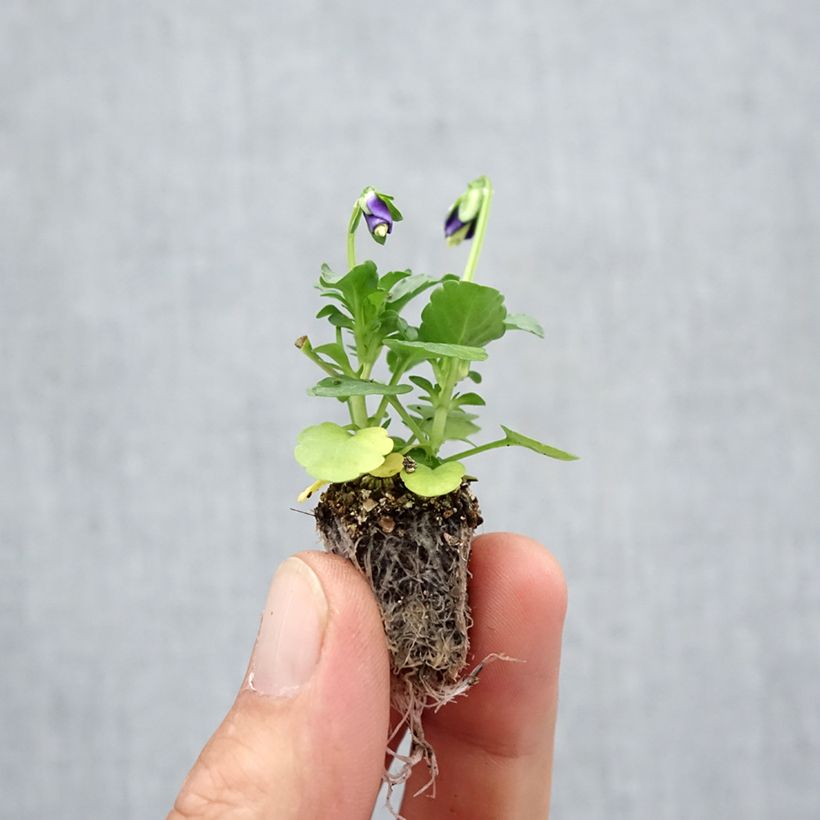Ejemplar de Viola cornuta F1 Kitty Surprise - Violeta minicepellón: de 2,2 cm x 2 cm en bandeja de cultivo por 35 entregado en otoño
