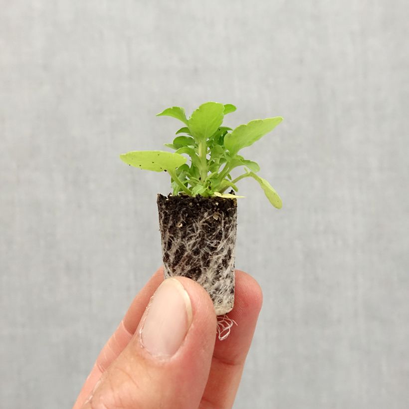 Ejemplar de Viola cornuta Sorbet Xp Raspberry - Violeta minicepellón: Ø 1,5/2,5 cm entregado en otoño