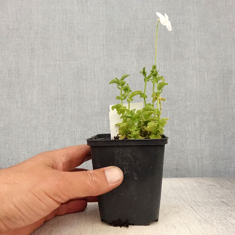 Ejemplar de Viola cornuta Wisley White - Violeta Maceta de 8/9 cm entregado en verano