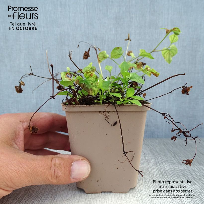 Ejemplar de Viola reichenbachiana Maceta de 8/9 cm entregado en otoño