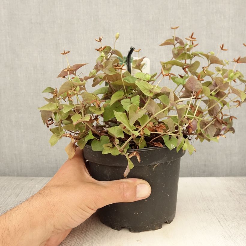 Ejemplar de Viola riviniana var. purpurea Maceta 1,5L/2L entregado en verano