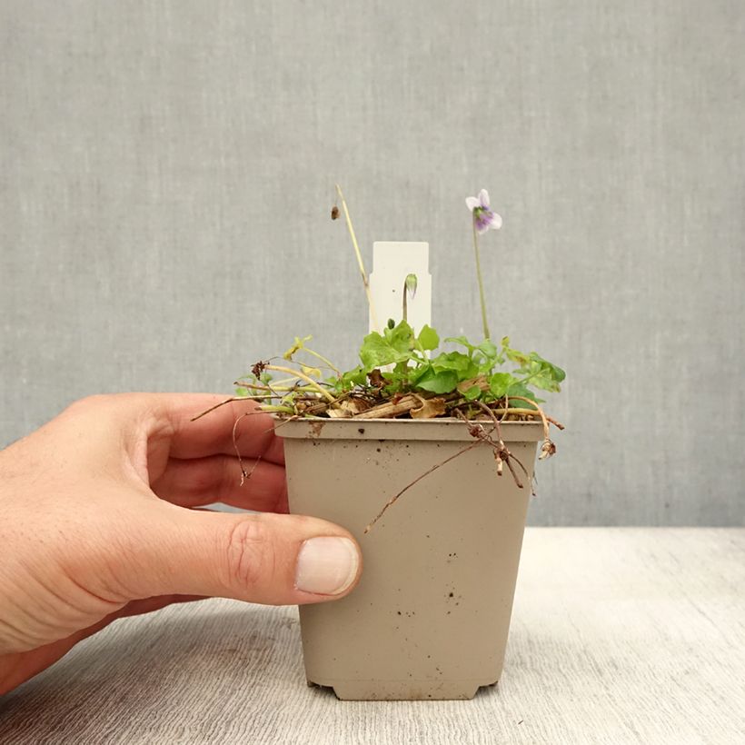 Ejemplar de Viola hederacea - Violeta australiana Maceta de 8/9 cm entregado en otoño