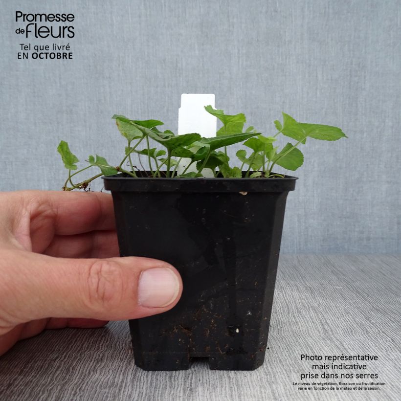 Ejemplar de Viola odorata Königin Charlotte - Violeta Maceta de 8/9 cm entregado en otoño