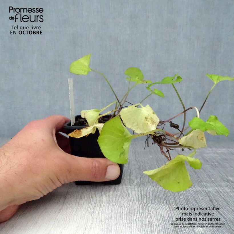 Ejemplar de Viola odorata Mrs Pinehurst - Violeta Maceta de 8/9 cm entregado en otoño