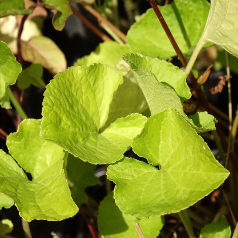 Viola odorata Mrs Pinehurst - Violeta (Follaje)