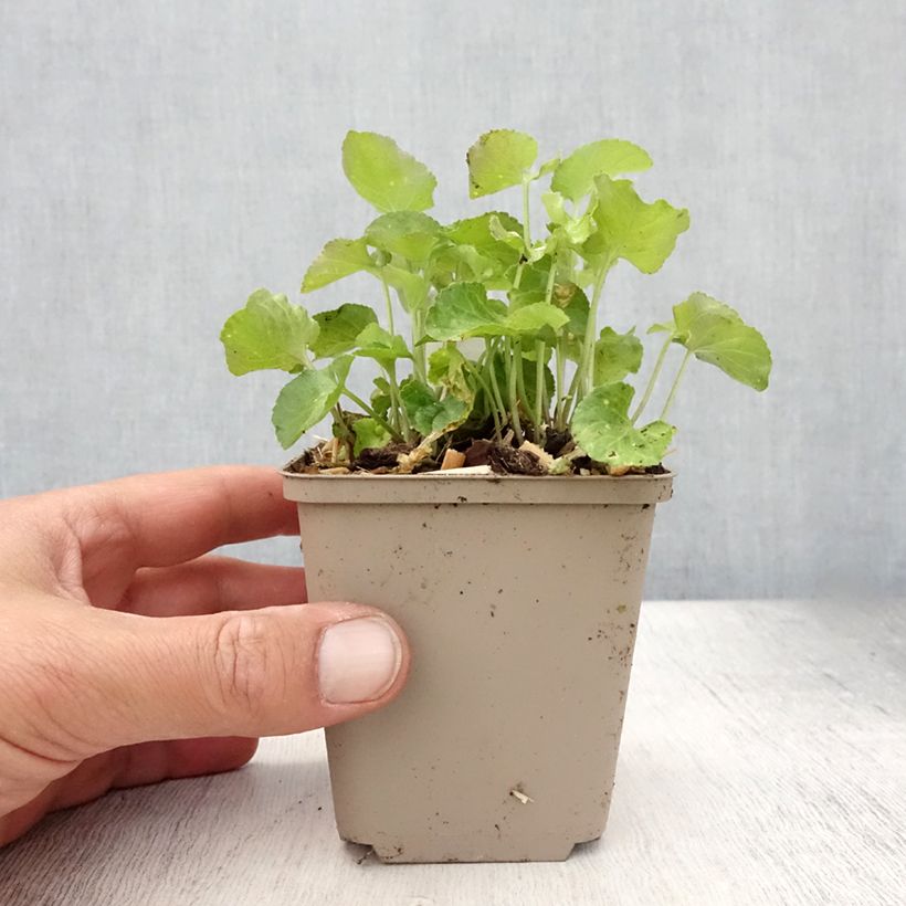 Ejemplar de Viola odorata - Violeta Maceta de 8/9 cm entregado en verano