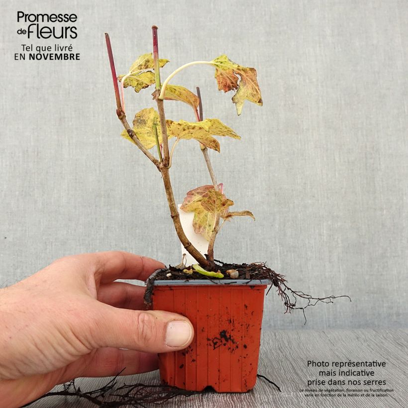 Ejemplar de Viburnum opulus Roseum Maceta de 8/9 cm entregado en otoño