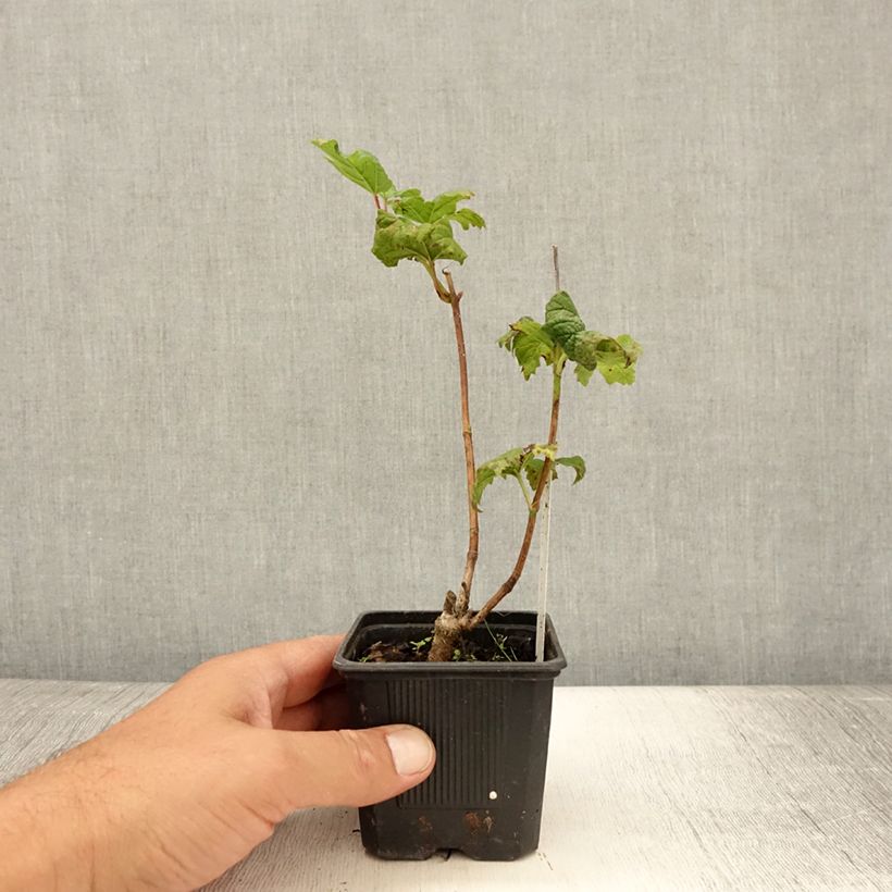 Ejemplar de Viburnum opulus Roseum Maceta de 8/9 cmAltura de entrega aprox. 10/15cm entregado en verano