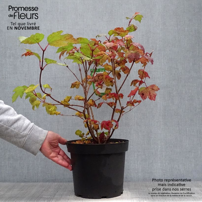 Ejemplar de Viburnum opulus Roseum Maceta 7,5L/10L entregado en otoño